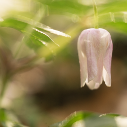 Buschwindröschen 2025