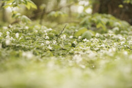 Buwi-Wald